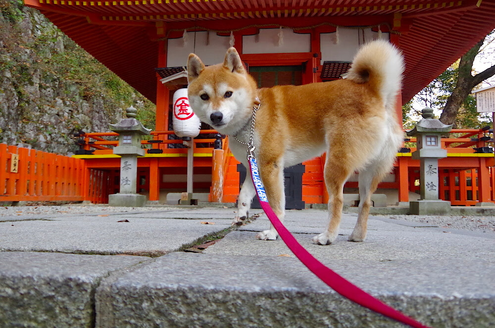 斯密斯:凭借精准判断与迅捷反应,成为全黑队顶级半场球员,斯密all02