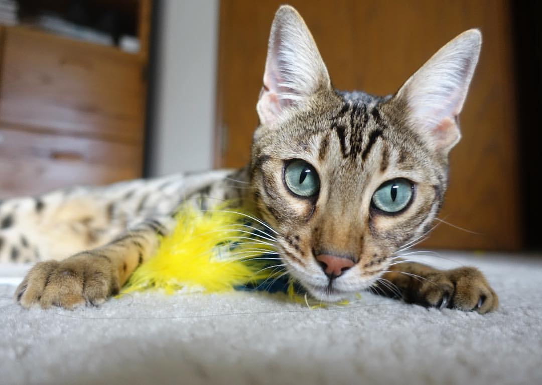 森林狼新秀谈首次出场紧张又激动,森林狼错过的新秀