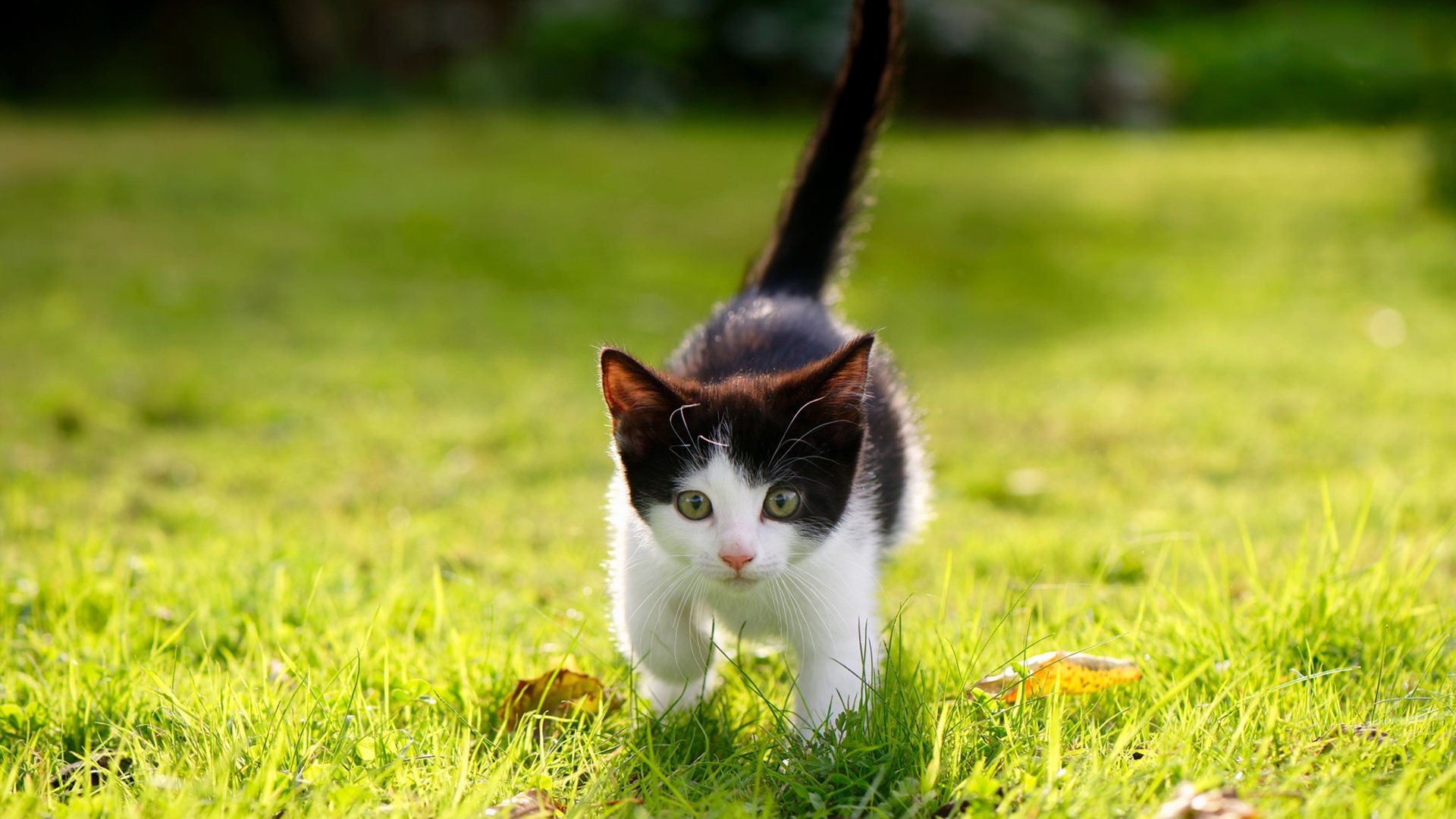 法甲冠军悬念:新星崛起,未来可期!,法甲新赛季宣传片