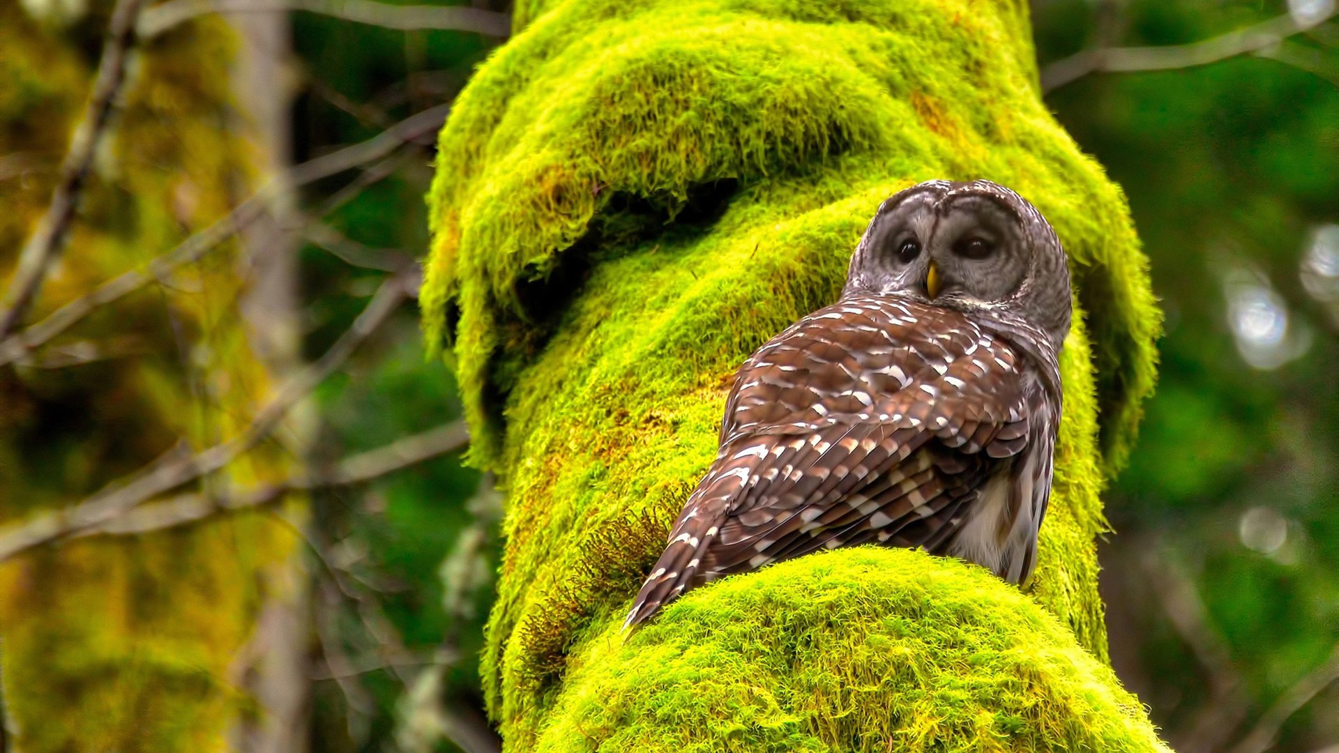 独行侠发布幕后纪录展示球队集训全貌，独行侠队球馆