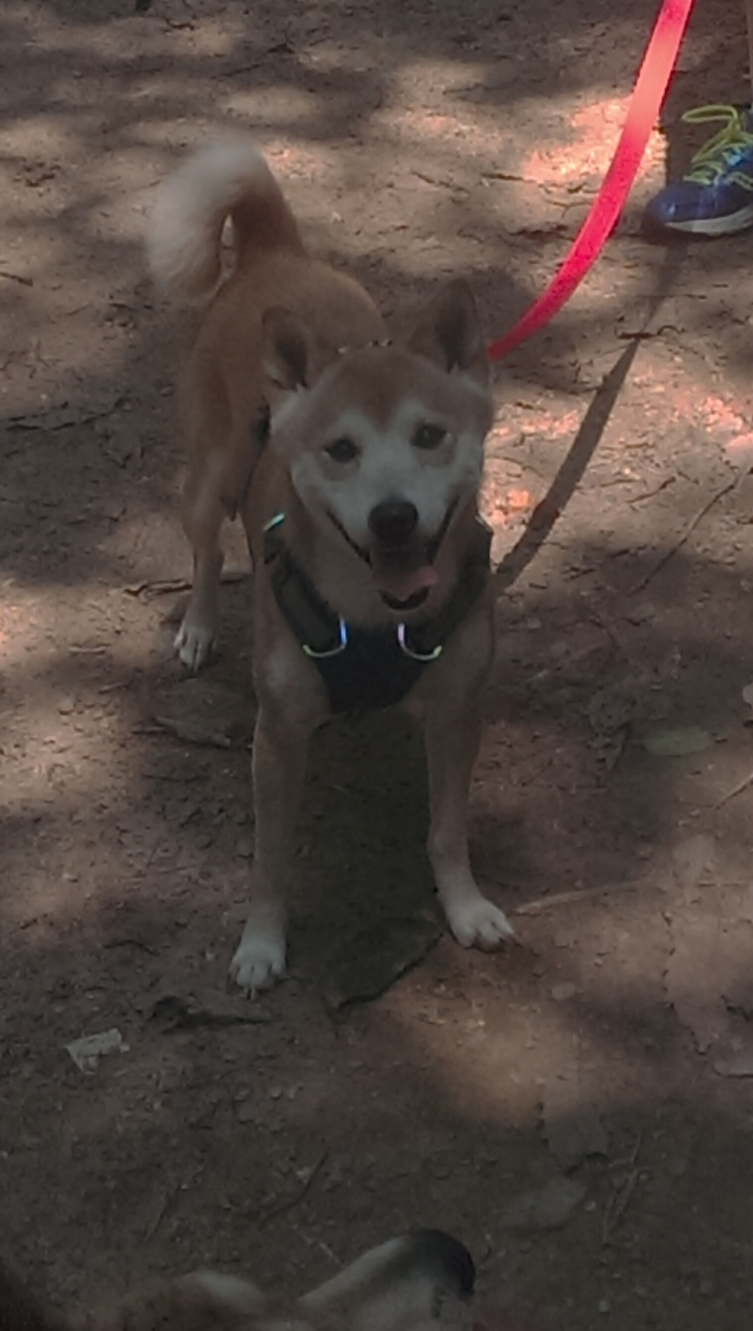 马刺小将完成首次全场训练信心明显提升,马刺小前锋都有谁