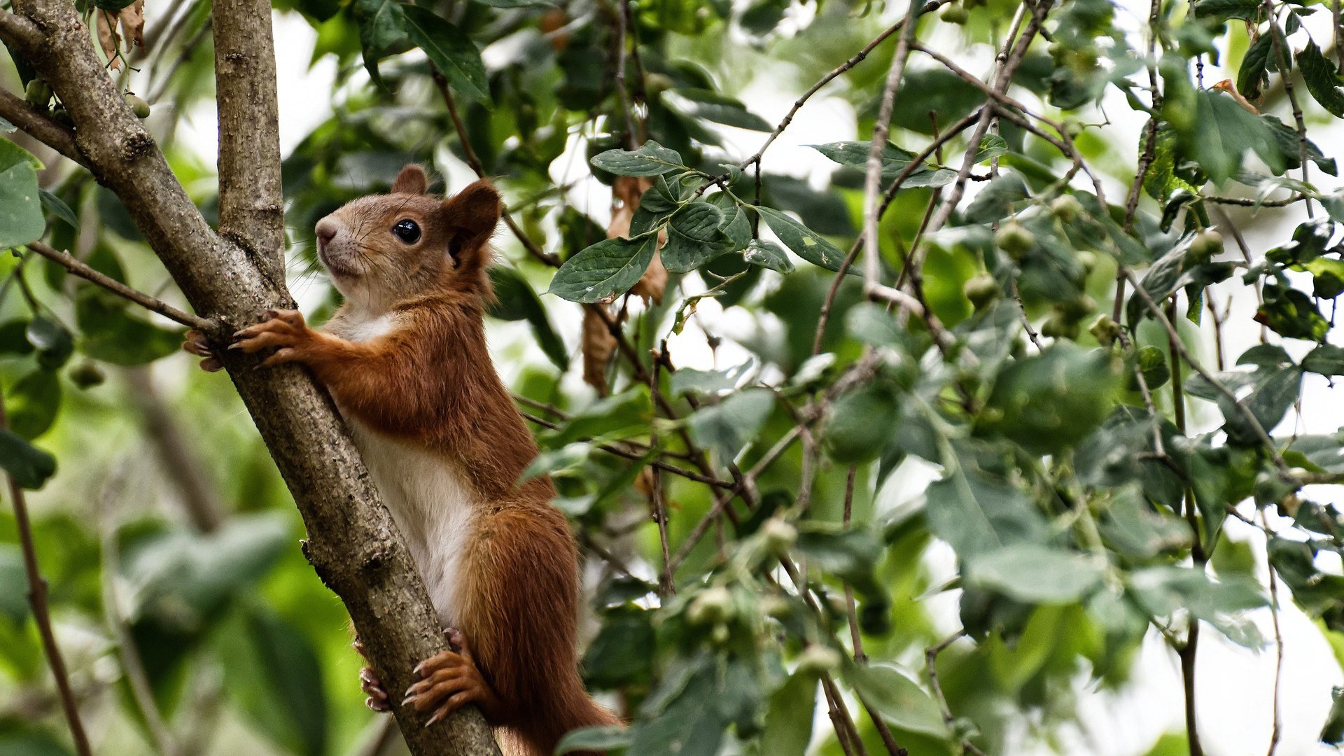 高校篮球赛事引入全程录像回放技术提升判罚准确度，大学篮球比赛直播